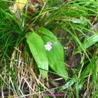 Cynokis purpurascens Orchidaceae  Indigène La Réunion 7275.jpeg