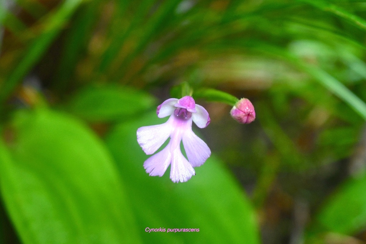 Cynorkis purpurascens Orchidacea e Indigène La Réunion 7276.jpeg