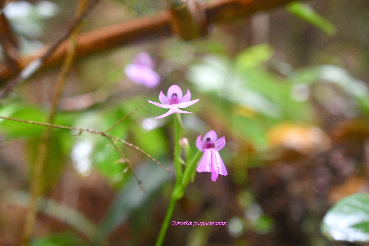 Cynorkis purpurascens Orchidacea e Indigène La Réunion 7278.jpeg