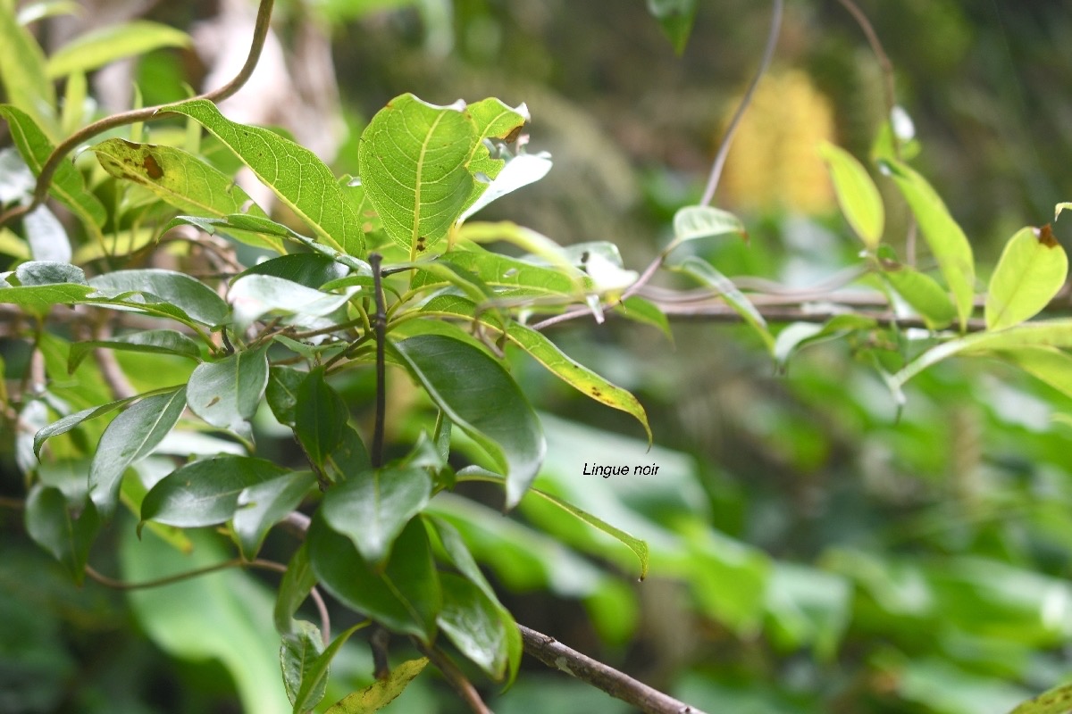 Danais fragrans Lingue noir Rubiac eae Indigène La Réunion 7339.jpeg