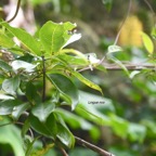 Danais fragrans Lingue noir Rubiac eae Indigène La Réunion 7339.jpeg