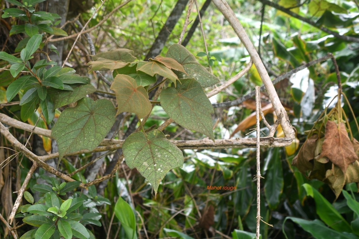 Dombeya reclinata Mahot rouge Malvac eae  Endémique La Réunion 7342.jpeg