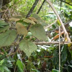 Dombeya reclinata Mahot rouge Malvac eae  Endémique La Réunion 7342.jpeg