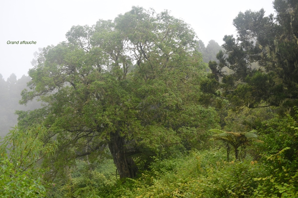 Ficus densifolia Grand affouche Moraceae  Endémique La Réunion, Maurice 7345.jpeg