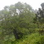 Ficus densifolia Grand affouche Moraceae  Endémique La Réunion, Maurice 7345.jpeg