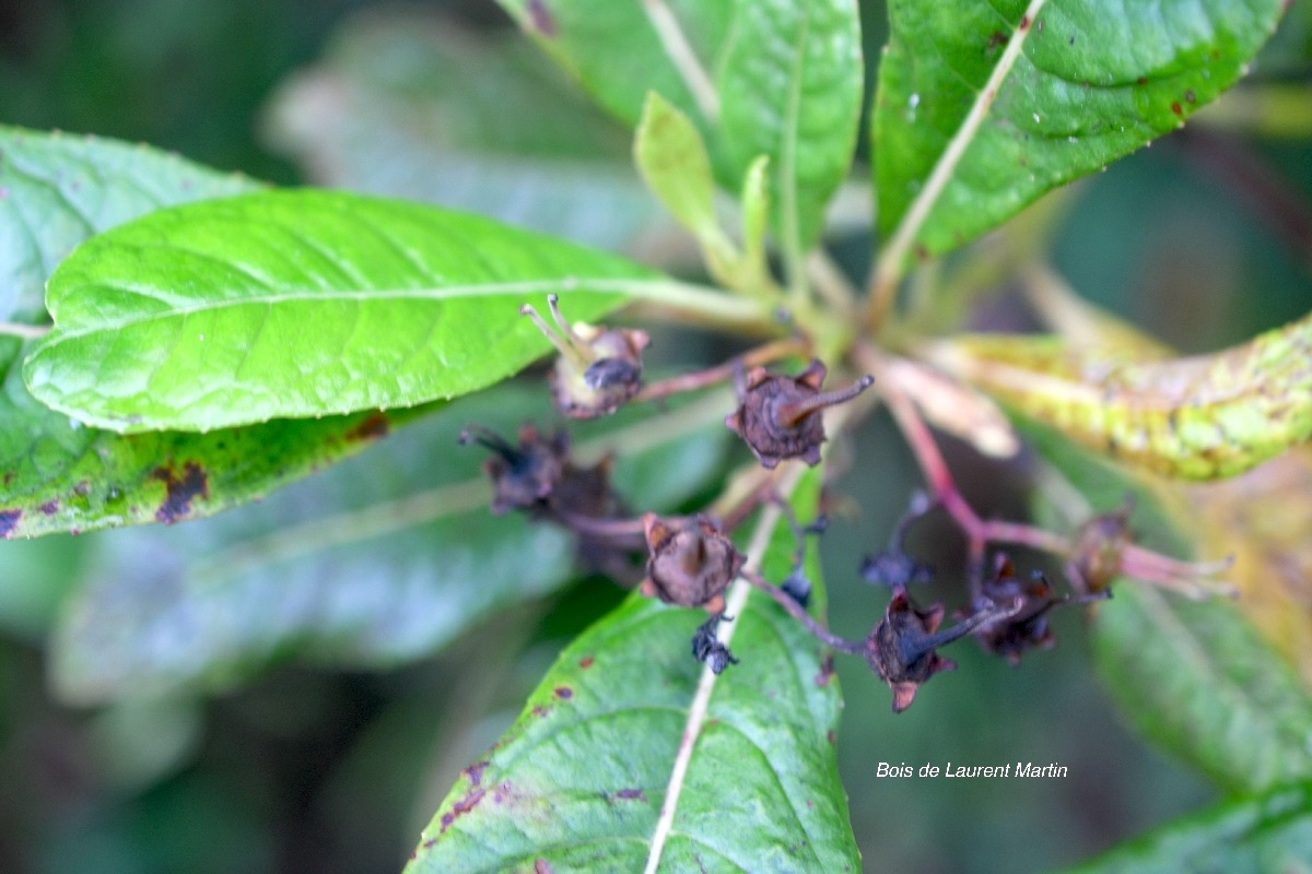 Forgesia racemosa  Bois de Laurent Martin Esc alloniaceae Endémique La Réunion  7333.jpeg