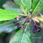 Forgesia racemosa  Bois de Laurent Martin Esc alloniaceae Endémique La Réunion  7333.jpeg