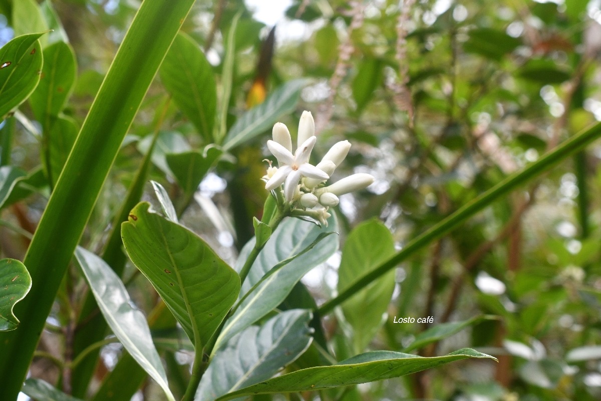 Gaertnera vaginata Losto café Rubiaceae Endémique La Réunion 7298.jpeg