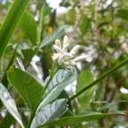 Gaertnera vaginata Losto café Rubiaceae Endémique La Réunion 7298.jpeg