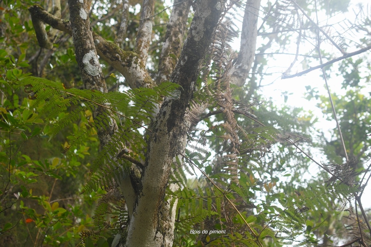 Geniostoma borbonicum Bois de piment Loganiac eae Endémique La Réunion, Maurice 7319.jpeg