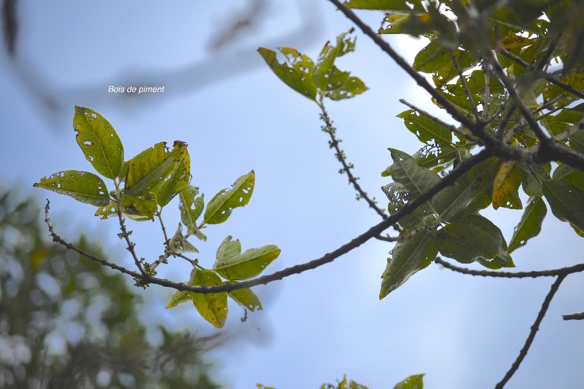 Geniostoma borbonicum Bois de piment Loganiac eae Endémique La Réunion, Maurice 7320.jpeg