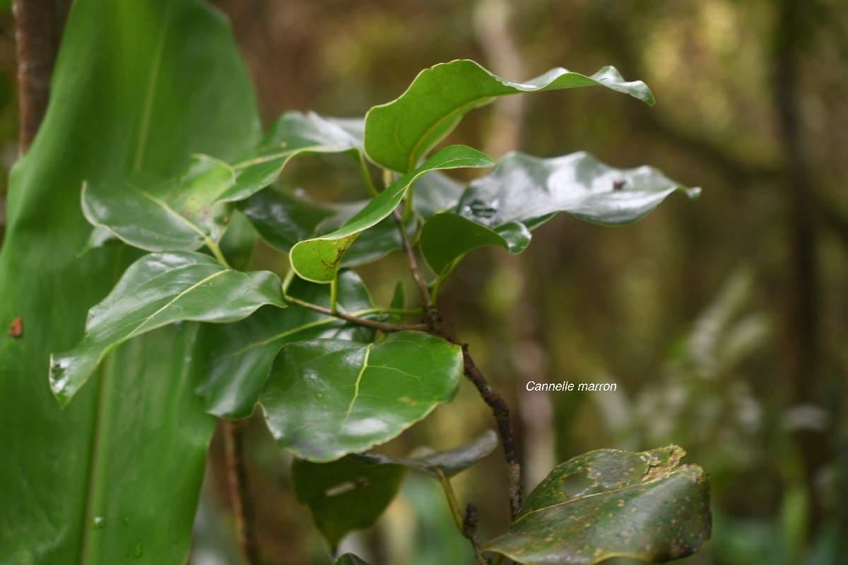 Ocotea obtusata Cannelle marron Lauraceae  Endémique La Réunion, Maurice 7316.jpeg