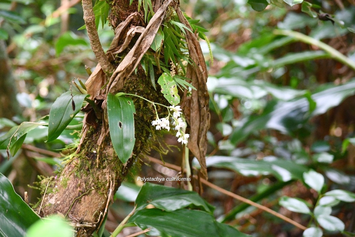 Polystachya cultriformis Orchidace ae Indigène La Réunion 7310.jpeg