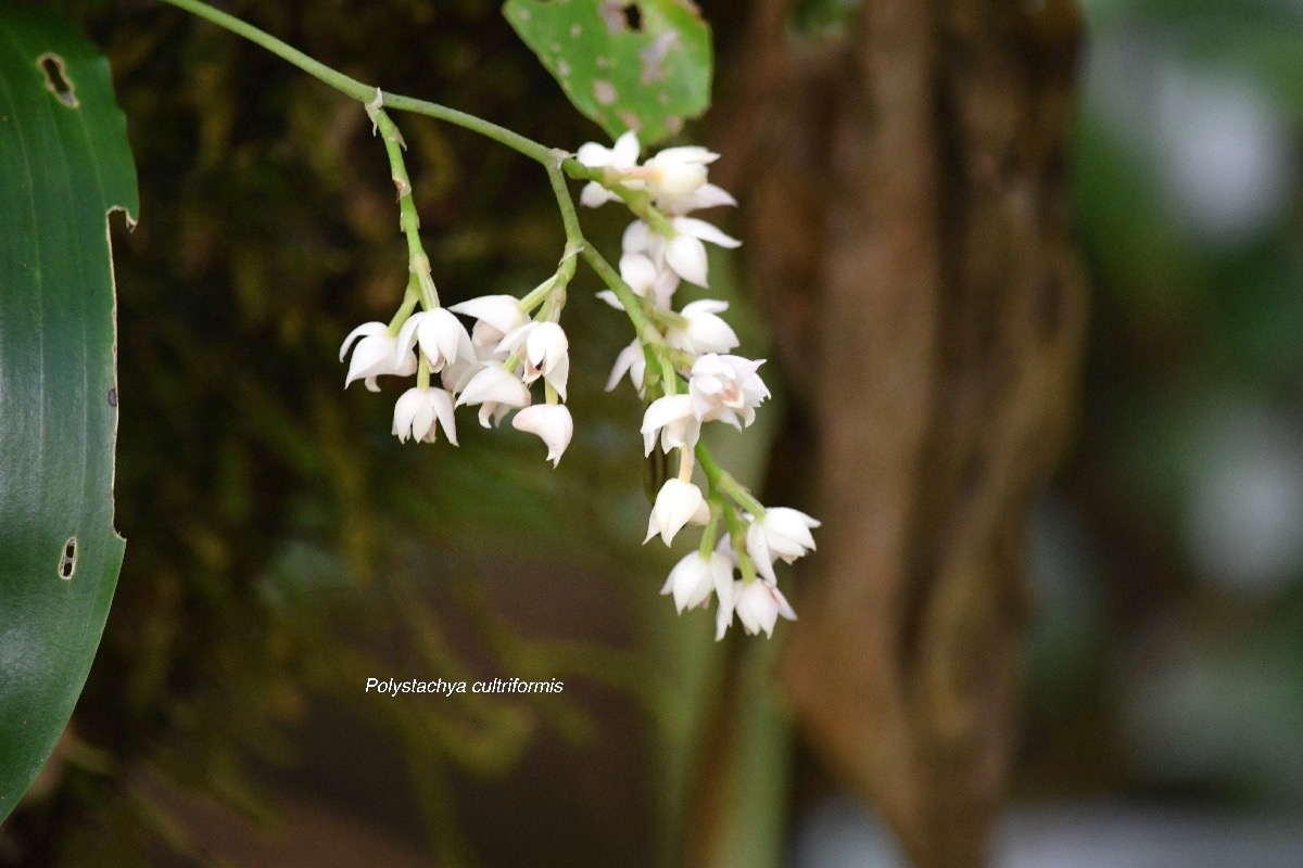 Polystachya cultriformis Orchidace ae Indigène La Réunion 7311.jpeg