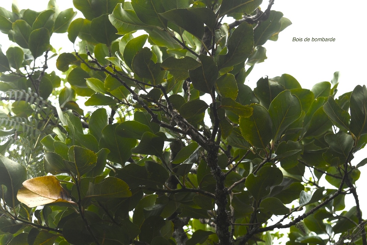 Tambourissa crassa Bois de bombarde Monimiaceae Endémique La Réunion 7328.jpeg