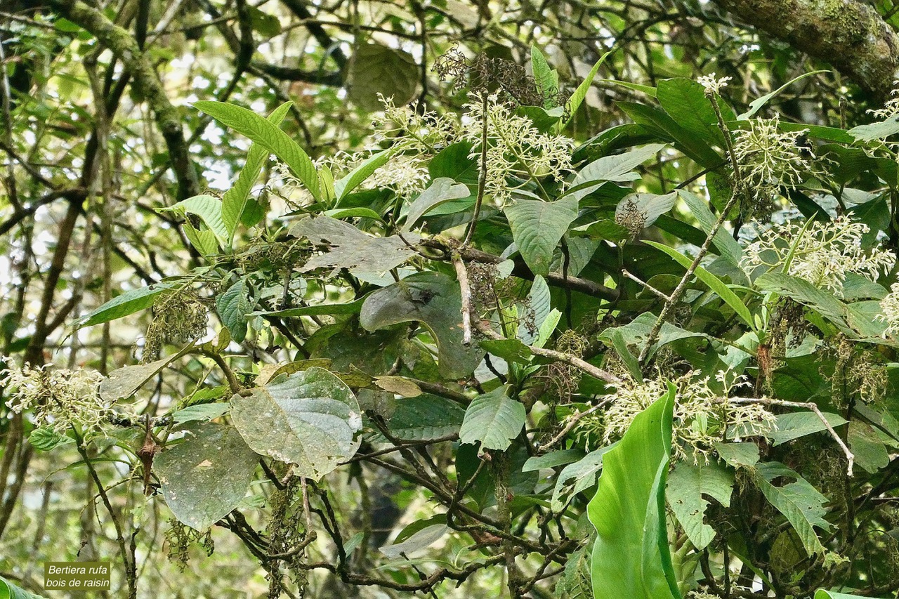 Bertiera rufa. bois de raisin. rubiaceae. endémique Réunion..jpeg