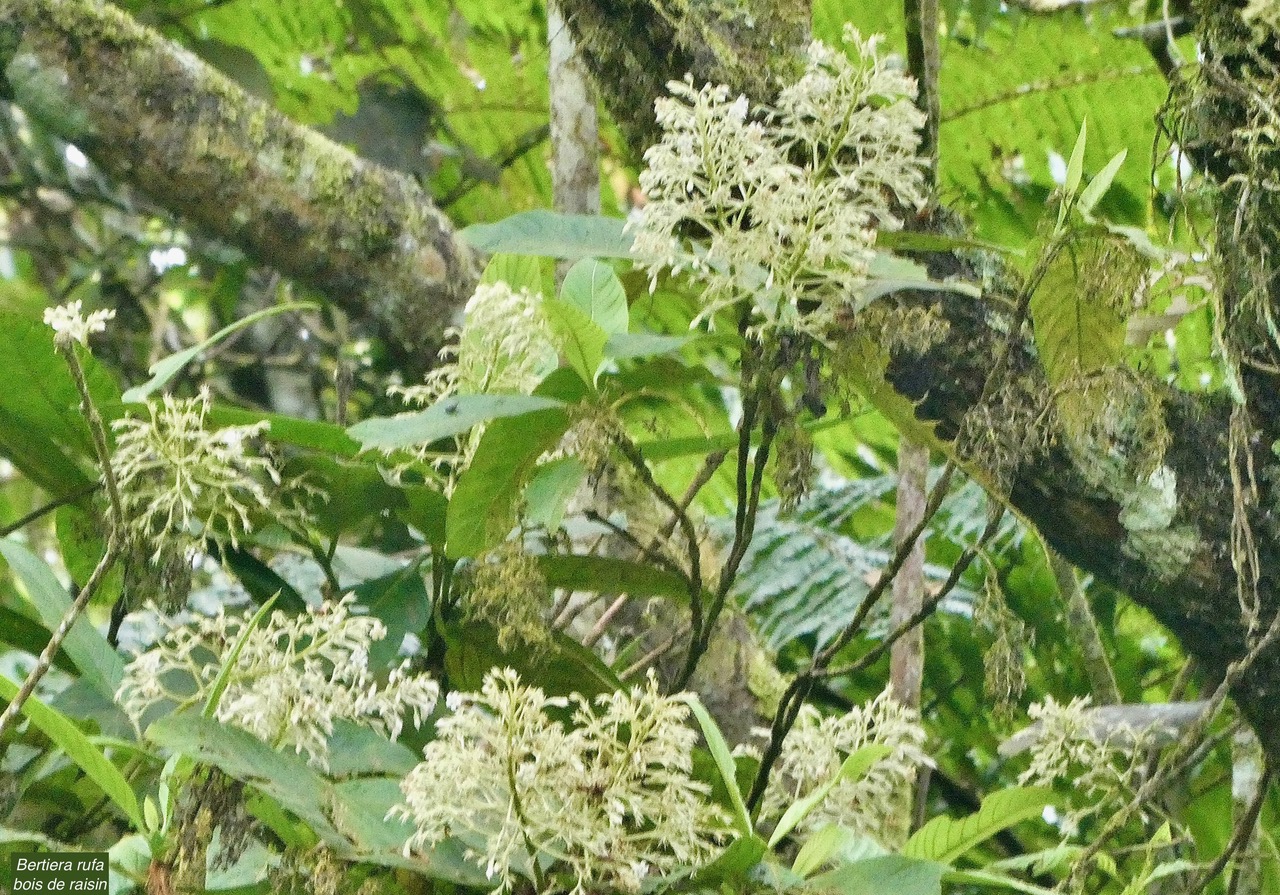 Bertiera rufa. bois de raisin.( inflorescences ) rubiaceae. endémique Réunion..jpeg