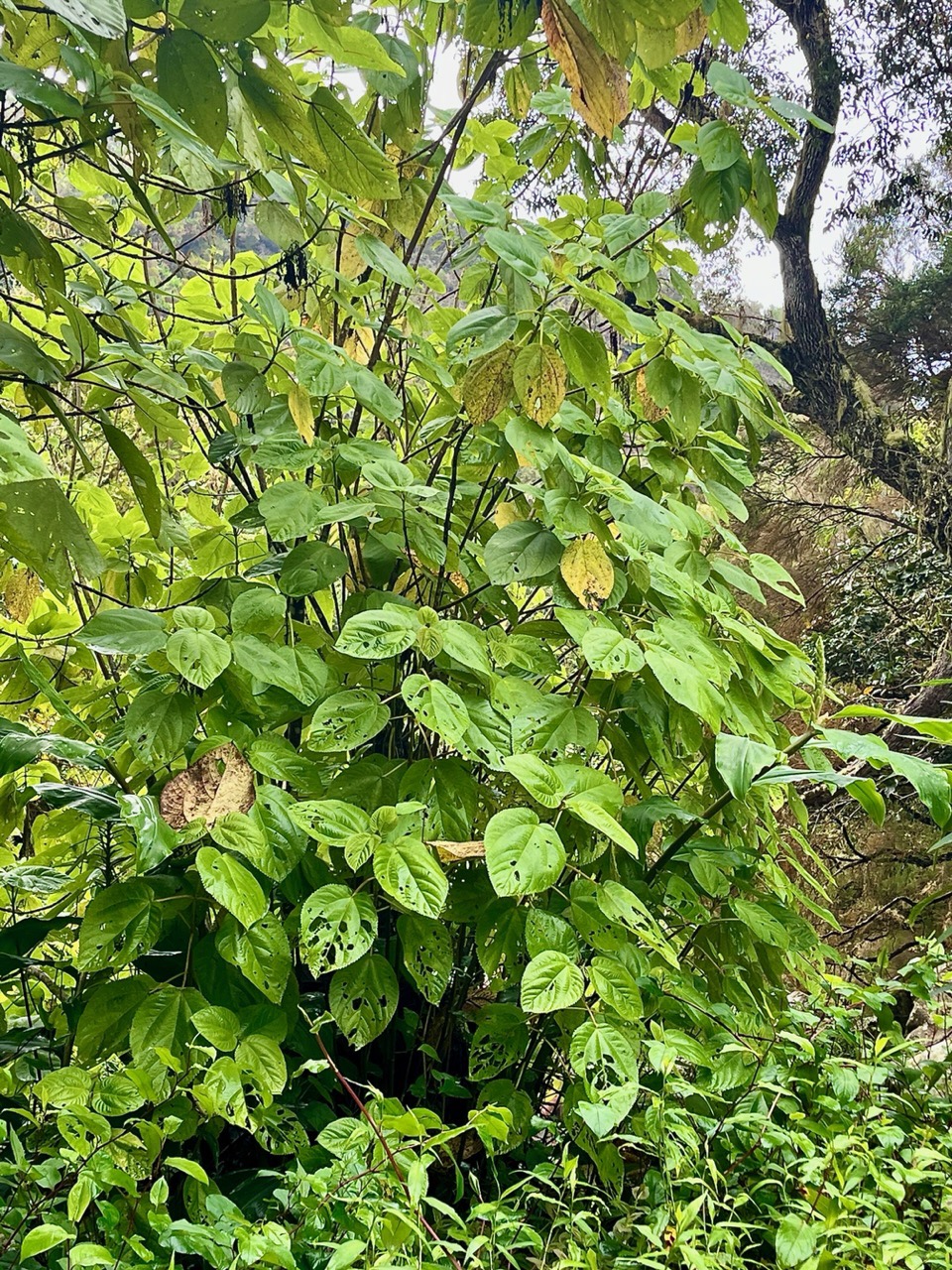 Boehmeria stipularis.bois de source blanc.grande ortie.urticaceae.endémique Réunion. (1).jpeg