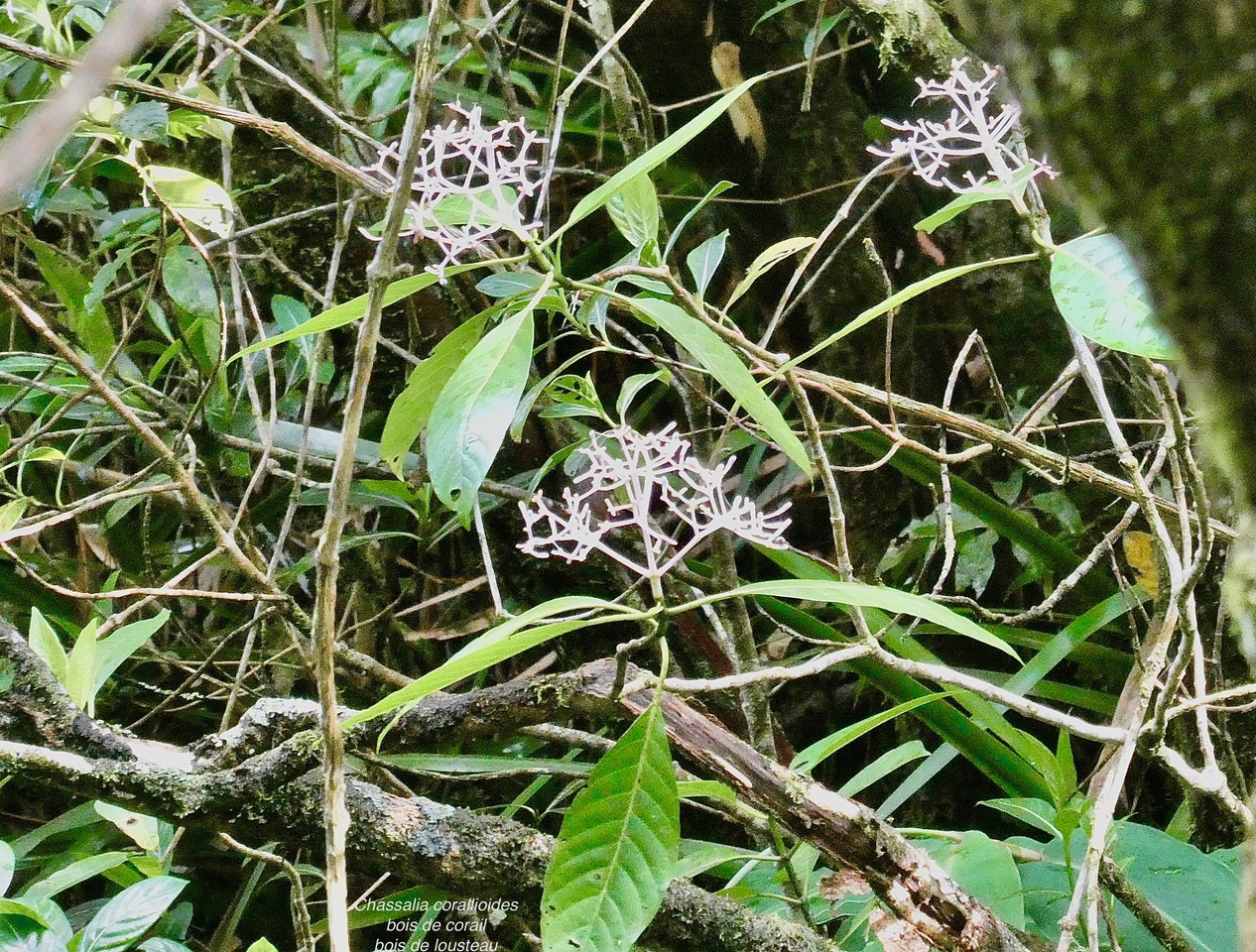 Chassalia corallioides Bois de corail  bois de lousteau rubiaceae.endémique Réunion..jpeg