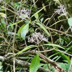 Chassalia corallioides Bois de corail  bois de lousteau rubiaceae.endémique Réunion..jpeg