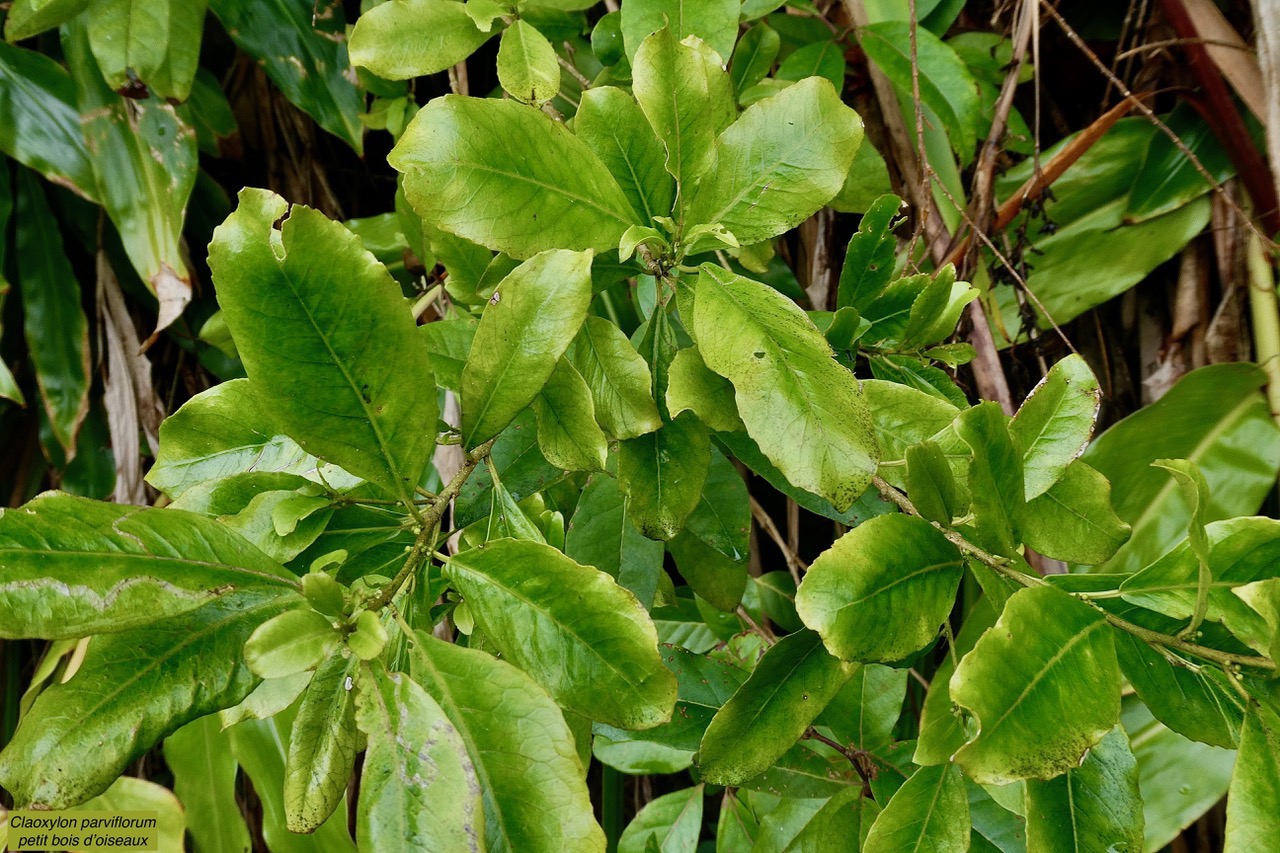 Claoxylon parviflorum  Petit  bois  d’oiseaux .euphorbiaceae.endémique Mascareignes. (1).jpeg