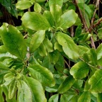 Claoxylon parviflorum  Petit  bois  d’oiseaux .euphorbiaceae.endémique Mascareignes. (1).jpeg