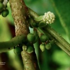 Claoxylon parviflorum  Petit  bois  d’oiseaux .euphorbiaceae.endémique Mascareignes..jpeg