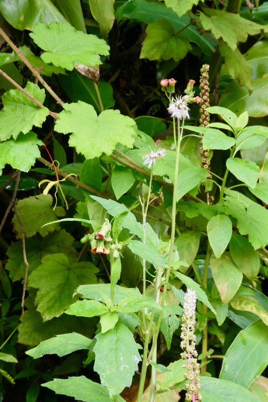 Crassocephalum crepidioides .Phytolacca americana ( faux vin )et  Rubus alceifolius.(vigne marronne.).jpeg