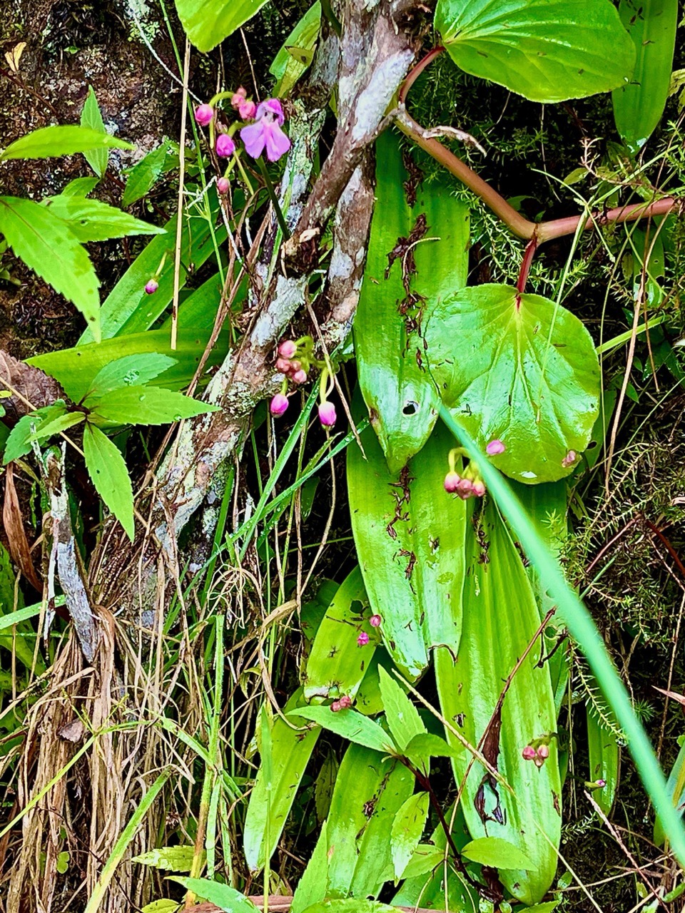 Cynorkis purpurascens.orchidaceae.endémique Madagascar Mascareignes. (1).jpeg