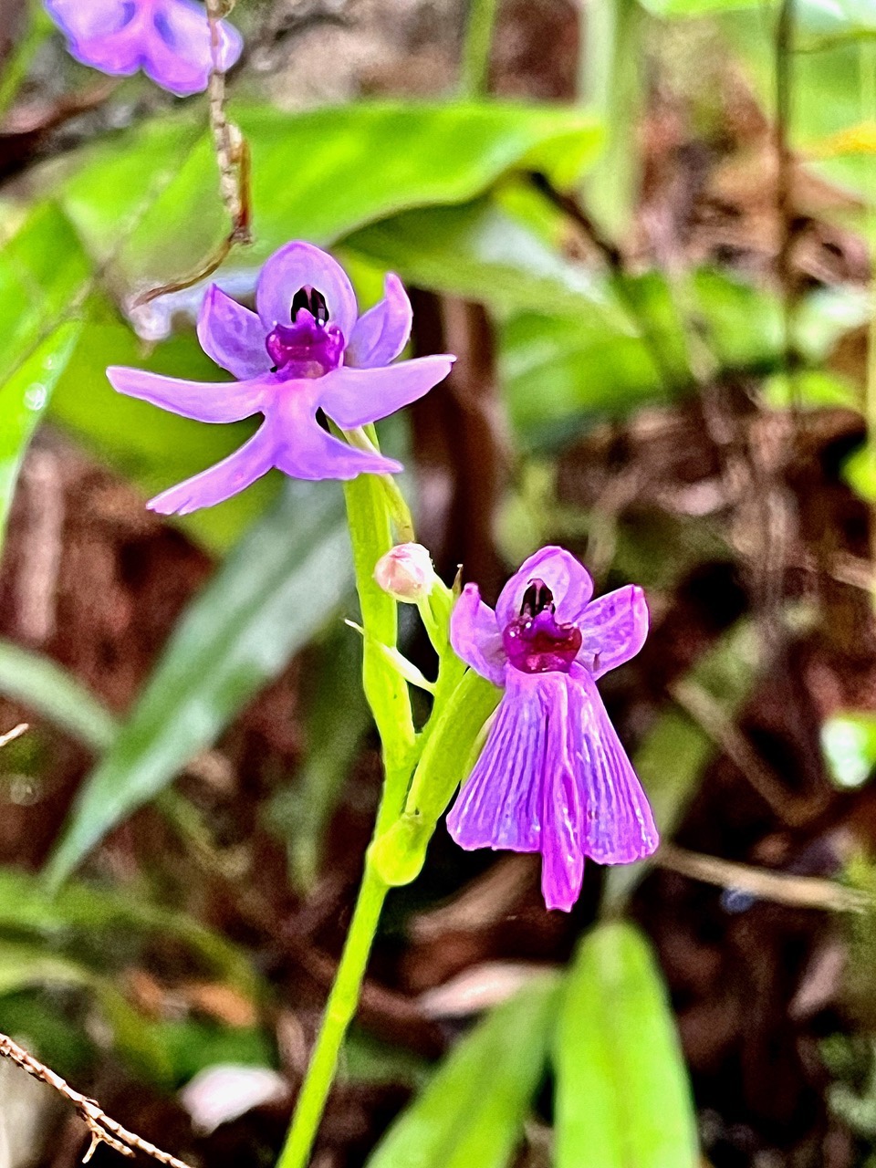 Cynorkis purpurascens.orchidaceae.endémique Madagascar Mascareignes..jpeg