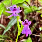 Cynorkis purpurascens.orchidaceae.endémique Madagascar Mascareignes..jpeg