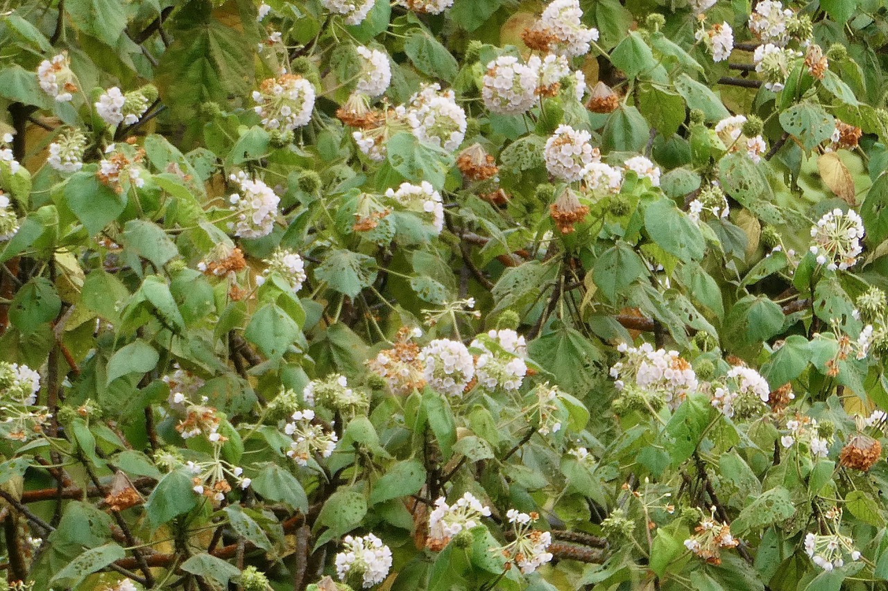 Dombeya pilosa ? .mahot.malvaceae.endémique Réunion..jpeg