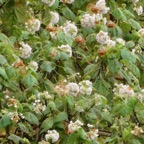 Dombeya pilosa ? .mahot.malvaceae.endémique Réunion..jpeg