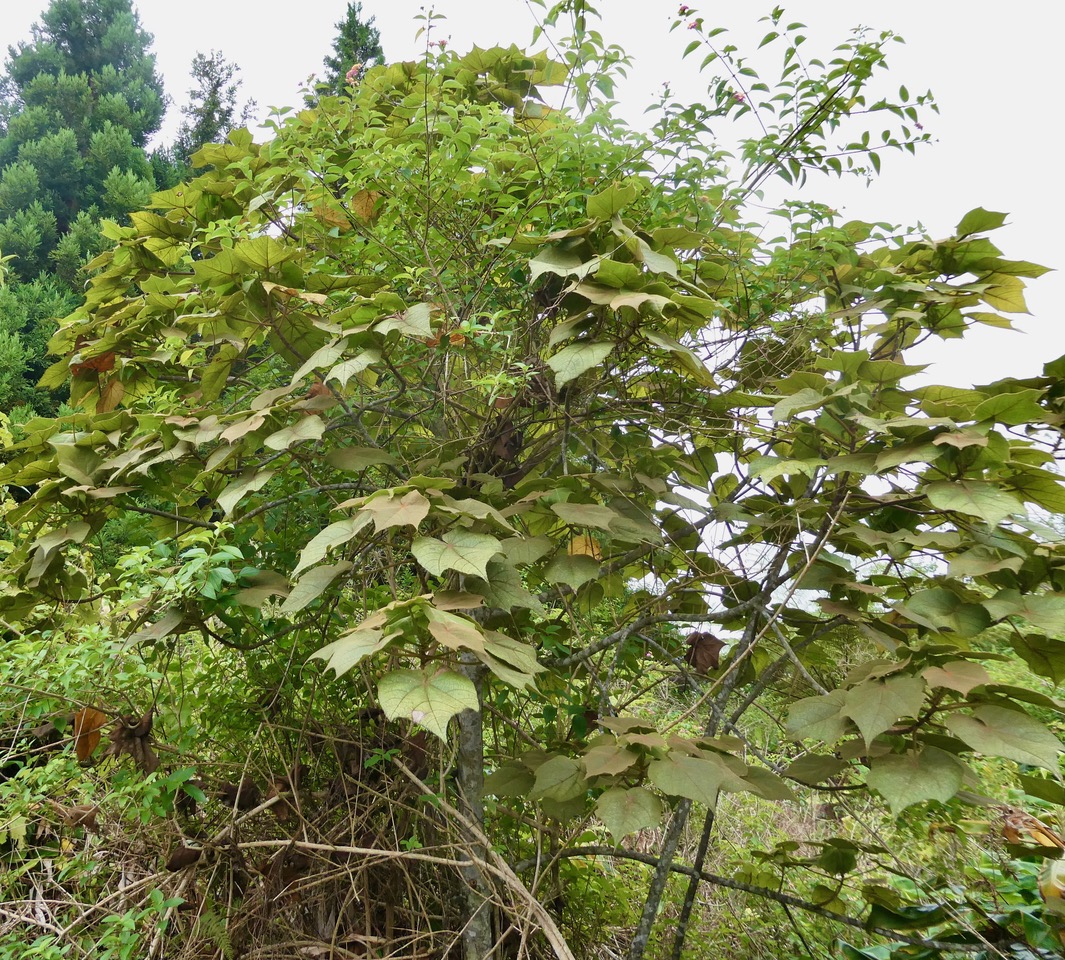 Dombeya reclinata.mahot rouge.endémique Réunion. (1).jpeg