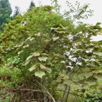 Dombeya reclinata.mahot rouge.endémique Réunion. (1).jpeg