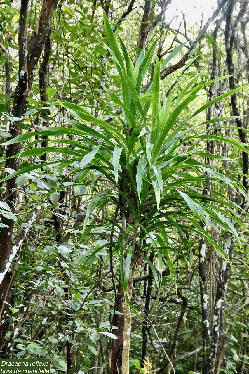 Dracaena reflexa.bois de chandelle.asparagaceae.endémique Madagascar.Seychelles Mascareignes..jpeg