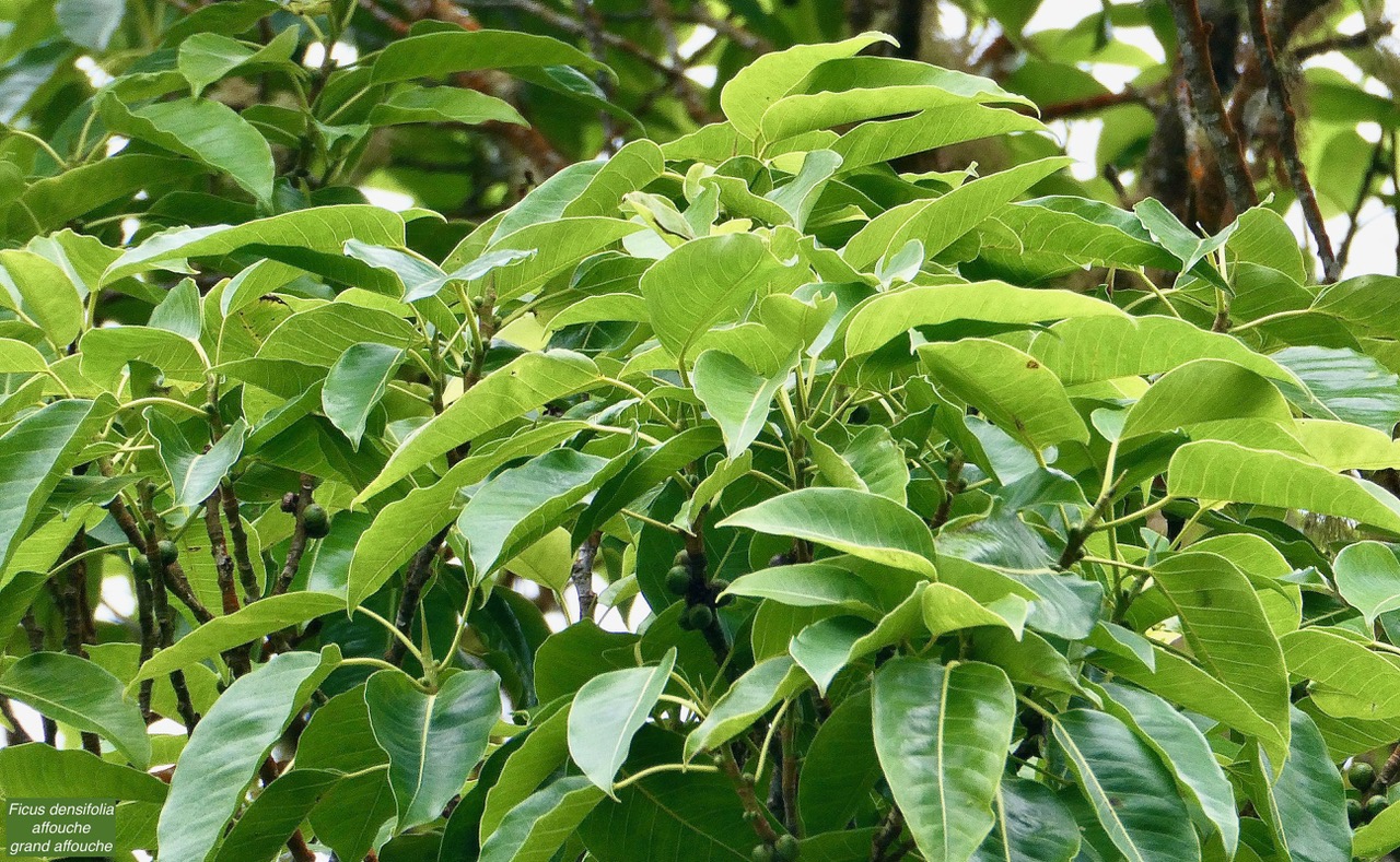 Ficus densifolia .affouche.grand affouche.( feuillage et fruits sur les rameaux )moraceae.endémique Réunion Maurice.jpeg.jpeg