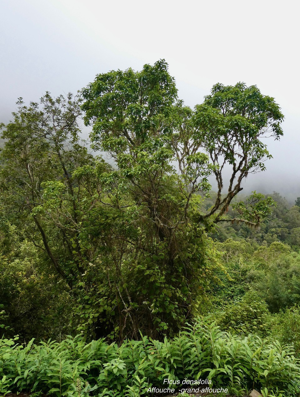 Ficus densifolia .affouche.grand affouche.moraceae.endémique Réunion Maurice.jpeg