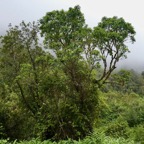 Ficus densifolia .affouche.grand affouche.moraceae.endémique Réunion Maurice.jpeg