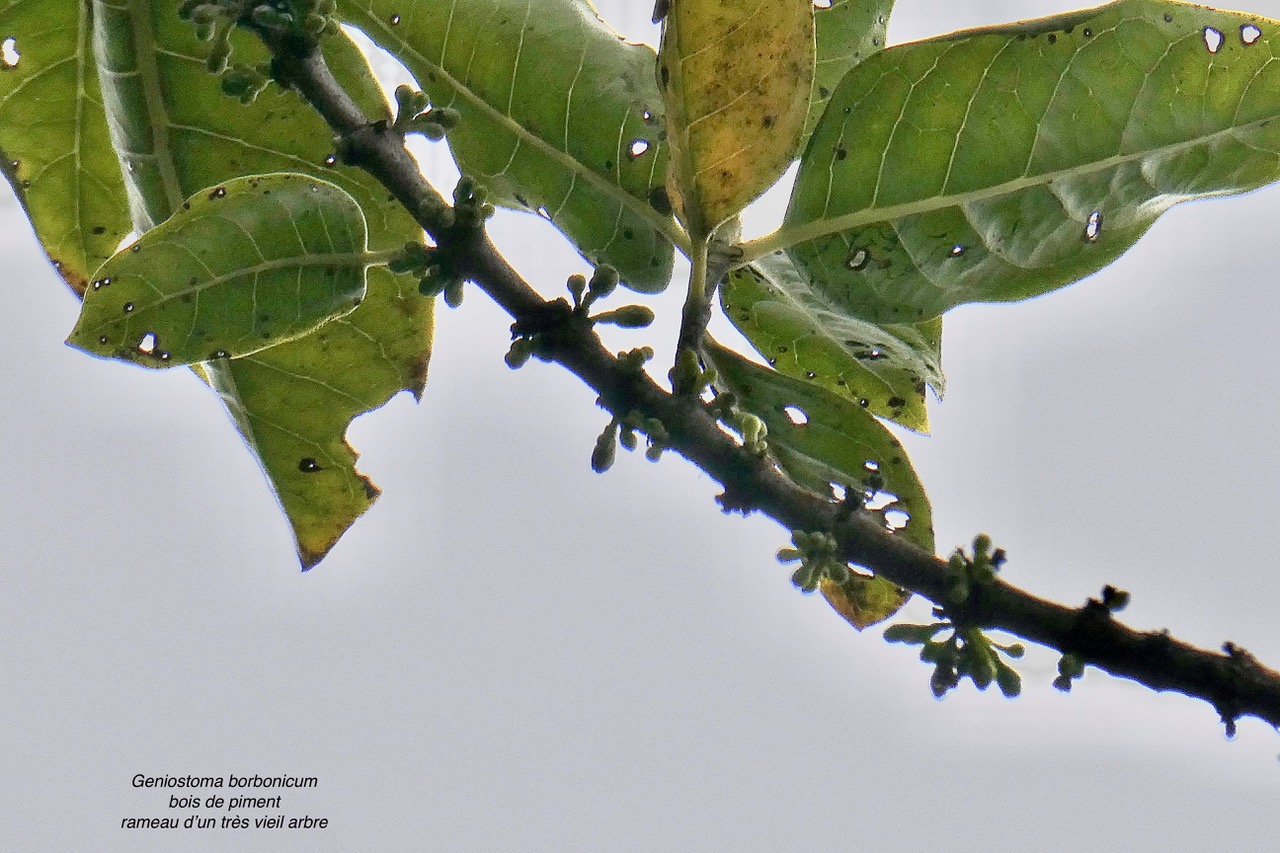 Geniostoma borbonicum  Bois de piment  bois de rat. ( rameau d'un individu très âgé ) loganiaceae endémique Réunion Maurice..jpeg