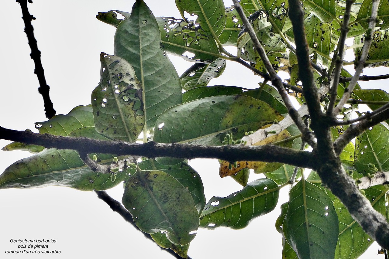 Geniostoma borbonicum  Bois de piment  bois de rat.! rameau d'un individu très âgé  ) loganiaceae endémique Réunion Maurice..jpeg