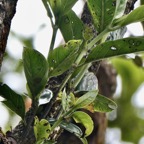 Geniostoma borbonicum  Bois de piment  bois de rat.( individu très âgé ) loganiaceae endémique Réunion Maurice..jpeg