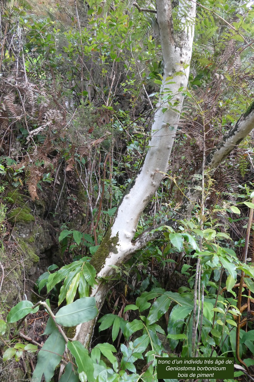 Geniostoma borbonicum  Bois de piment  bois de rat..( tronc d'un individu très âgé ) loganiaceae endémique Réunion Maurice..jpeg