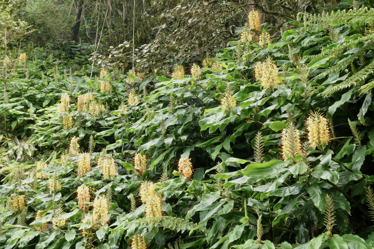 Hedychium gardnerianum .longose à fleurs jaunes.zingiberaceae.espèce très envahissante..jpeg