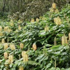 Hedychium gardnerianum .longose à fleurs jaunes.zingiberaceae.espèce très envahissante..jpeg