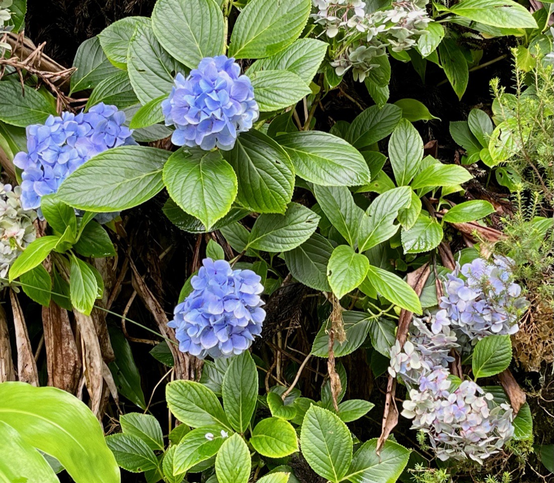 Hydrangea macrophylla.hortensia .hydrangeaceae.exotique .envahissante.jpeg