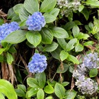 Hydrangea macrophylla.hortensia .hydrangeaceae.exotique .envahissante.jpeg