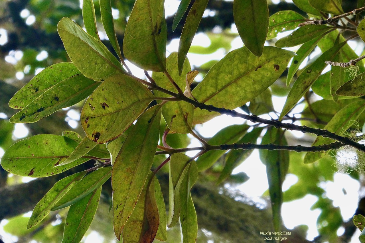 Nuxia verticillata.bois maigre.stilbaceae.endémique Réunion Maurice..jpeg