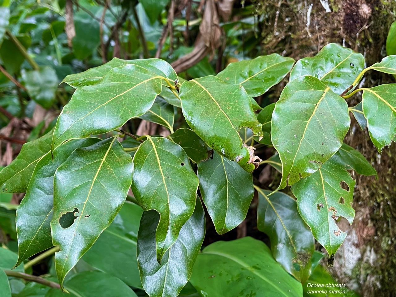 Ocotea obtusata  Cannelle  marron .lauraceae. endémique Réunion Maurice..jpeg