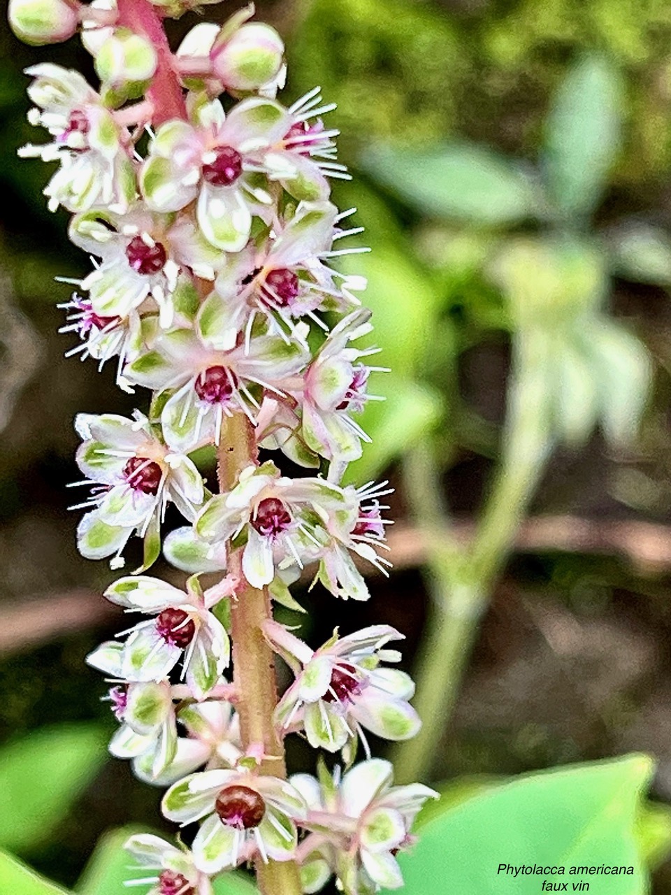 Phytolacca americana.faux vin.raisin d’Amérique.( inflorescence détail )phytolaccaceae.amphinaturalisé..jpeg